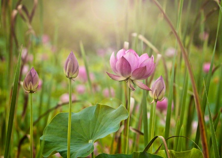 Lotus Party