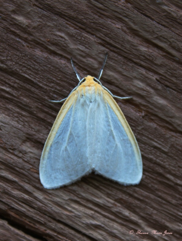 Dogbane Tiger Moth - ID: 12065120 © Theresa Marie Jones