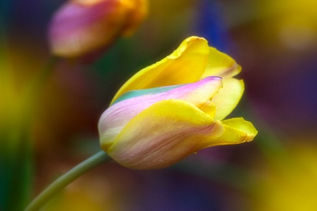 Yellow Tulip