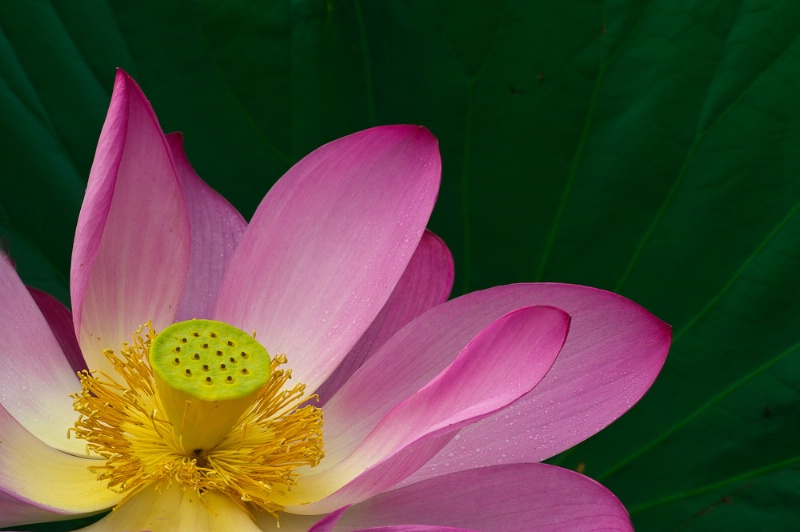 Lotus Blossom - ID: 12065596 © Bob Miller