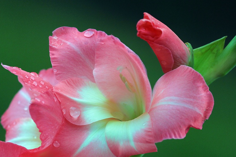 gladiolus (3)