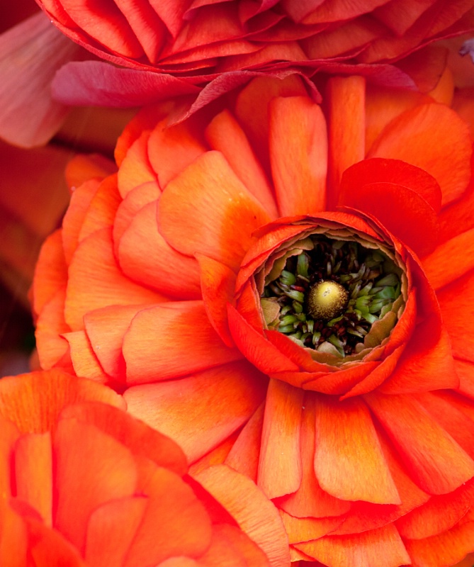 Layers of Petals