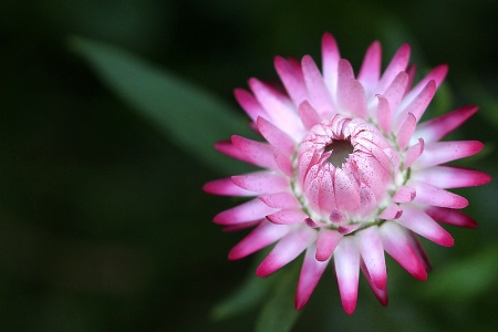 strawflower