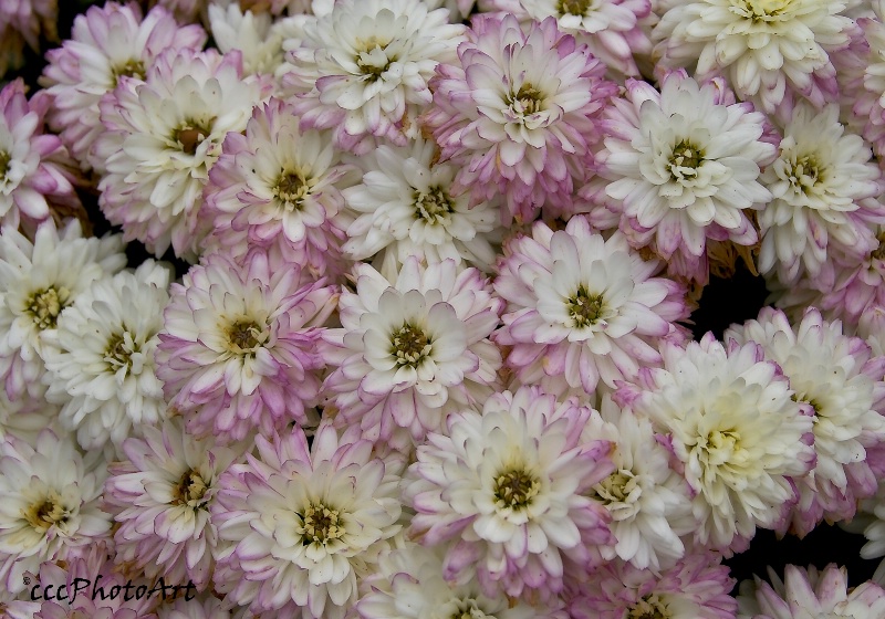 Magnificent Mums