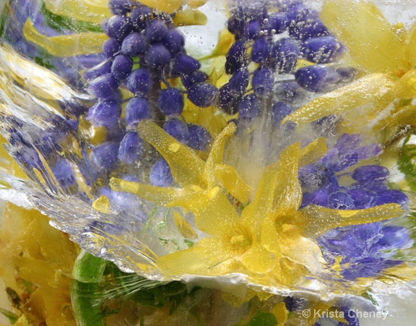 Grape hyacinth and forsythia in ice