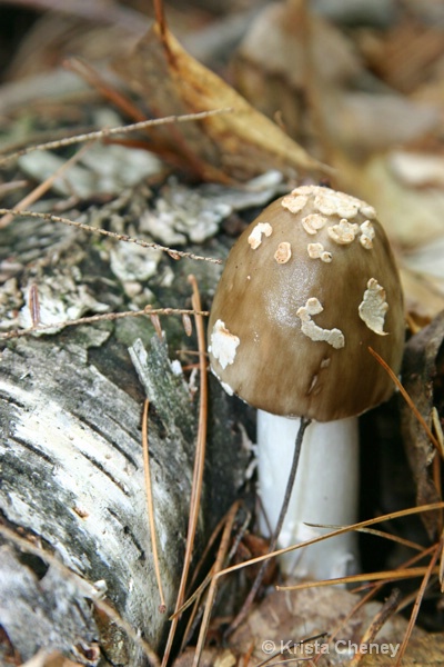 Fungus, Jamaica State Park, Vermont - ID: 12066889 © Krista Cheney