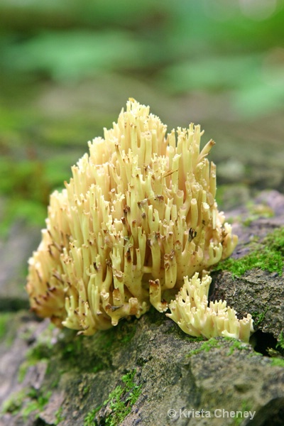 Fungus, Jamaica State Park, Vermont - ID: 12066890 © Krista Cheney