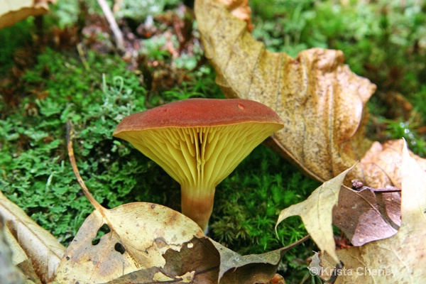 Fungus, Jamaica State Park, Vermont - ID: 12066891 © Krista Cheney