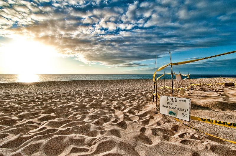 Honu (Turtle) Nest