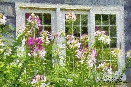 Cleomes "by" Monet