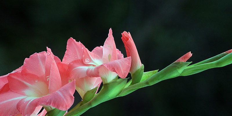 gladiolus