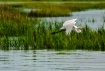 Flying Solo