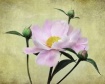 Pink Peony #3