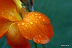 Rain on petals