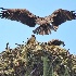 © Leslie J. Morris PhotoID # 12069764: Osprey bringing in lunch for family