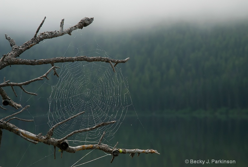 Wet Web