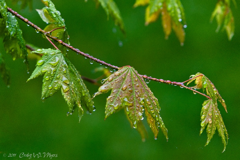 June in Seattle - ID: 12071088 © Craig W. Myers