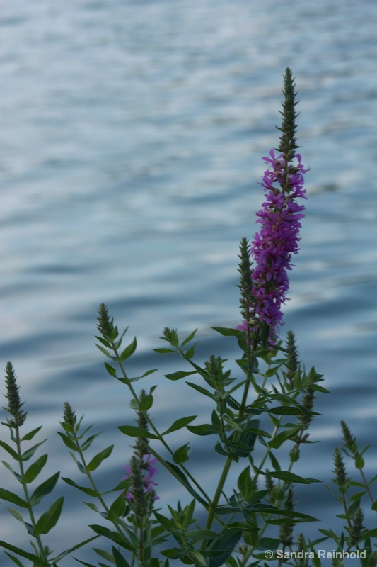 Flowers by the Lake