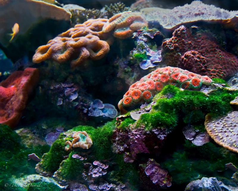Coral Reef Specimens 