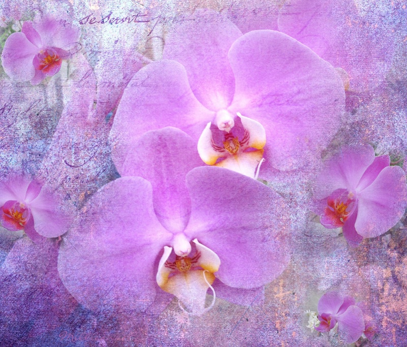 Lovely Orchids