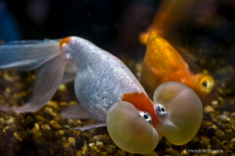 Fish with  baloons