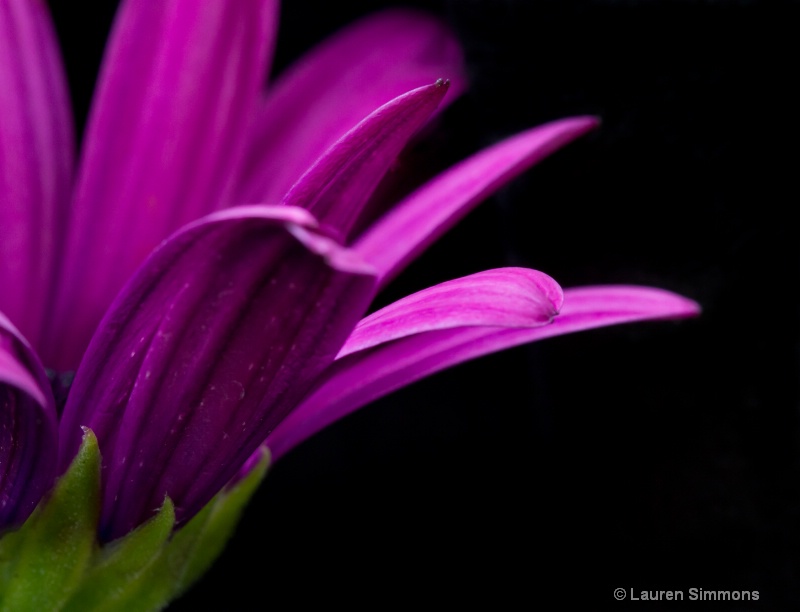 Purple Daisy