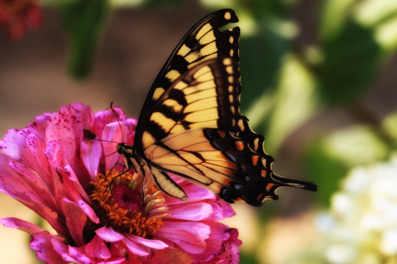 Tiger Swallowtail Butterfly