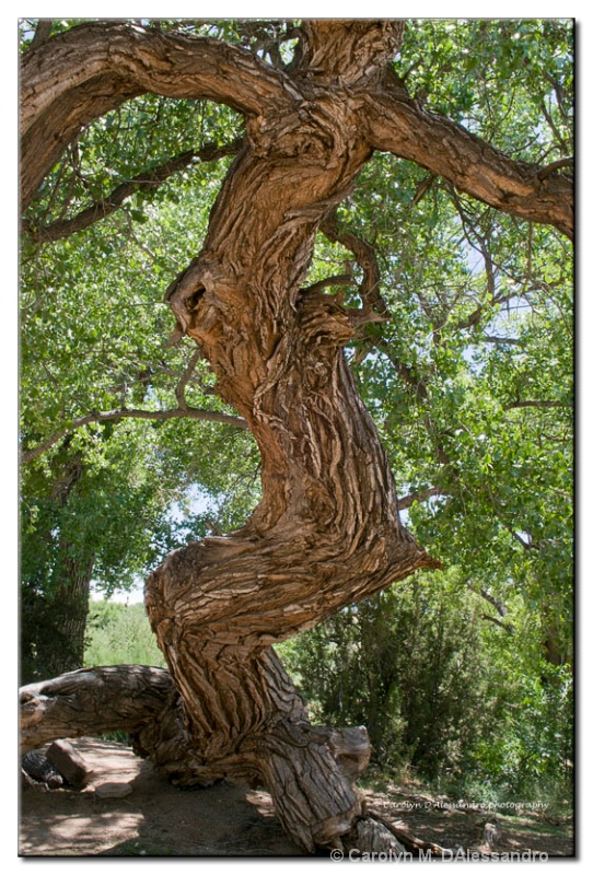 Crooked tree