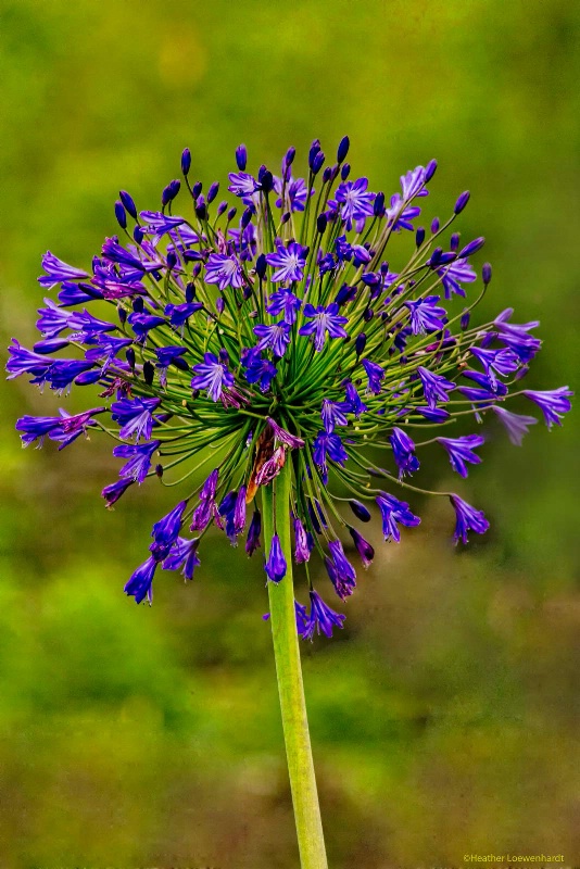 Agapanthus (Lily of the Nile)