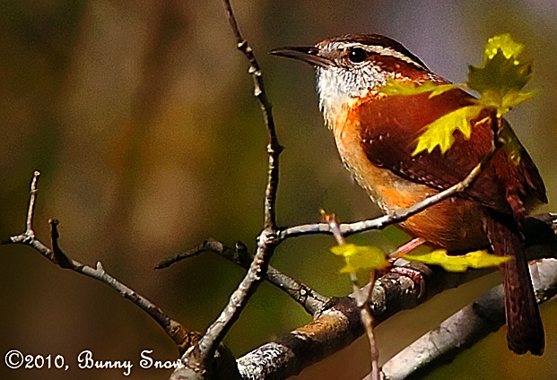 House Wren