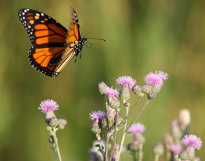 Monarch in flight!