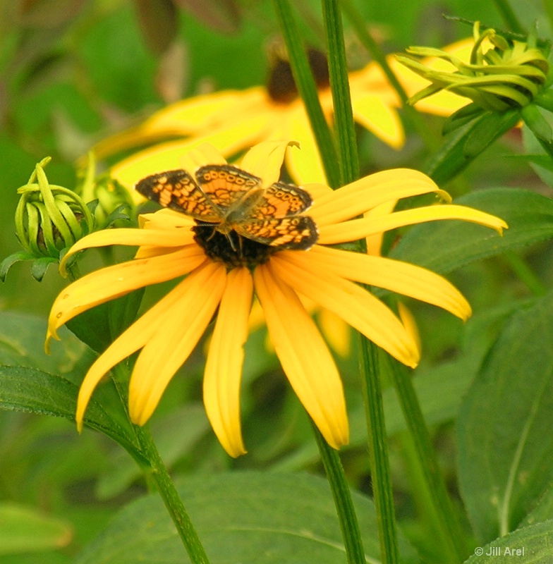 Butterfly on Black Eyed Susan