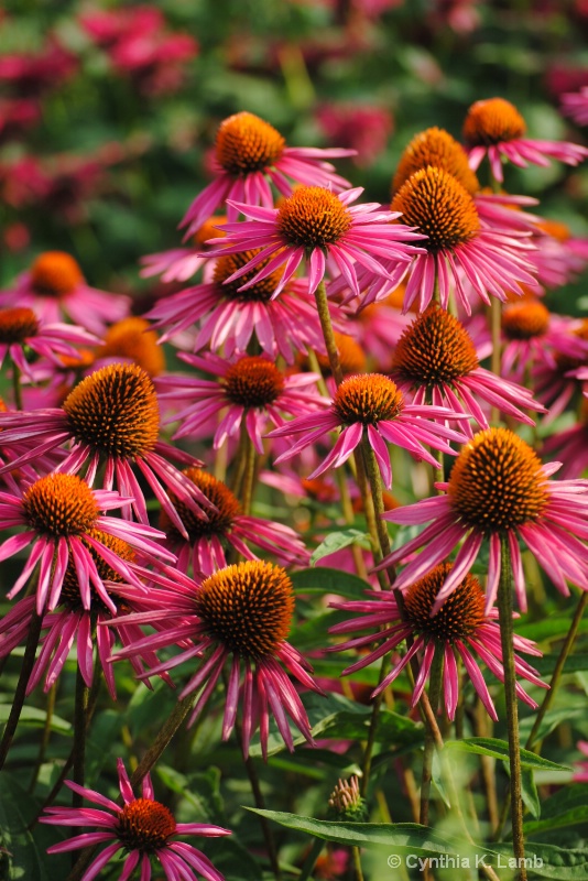 Coneflowers