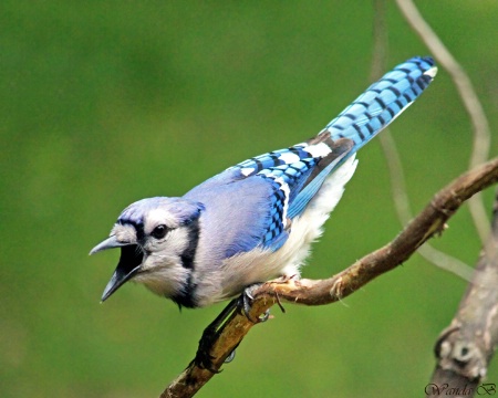 Blue Jay