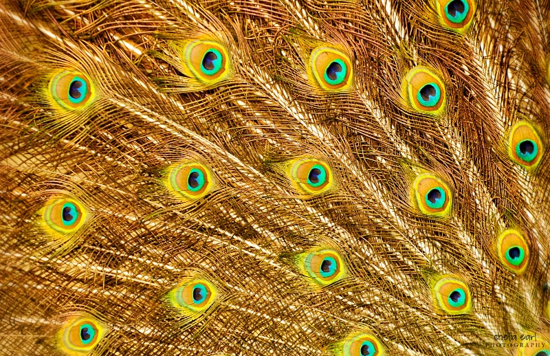 Peacock Feathers - ID: 12081999 © Shelia Earl