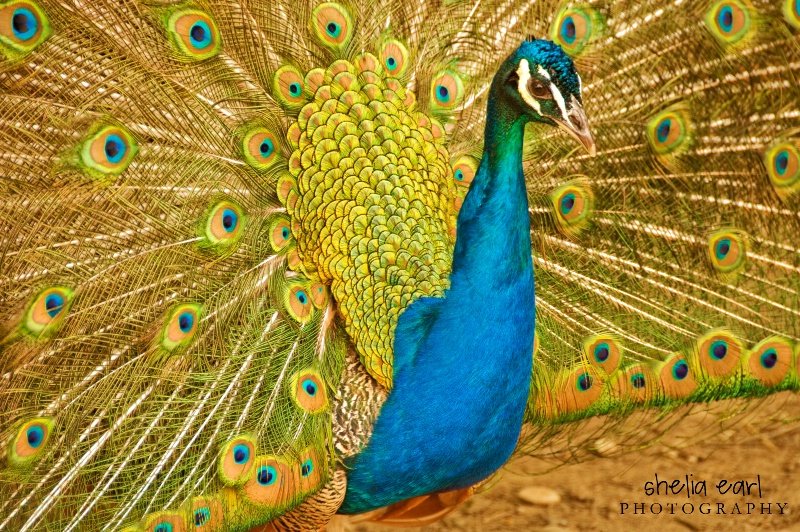Peacock #2 - ID: 12082002 © Shelia Earl