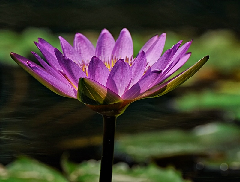 Water Lily