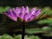 Water Lily