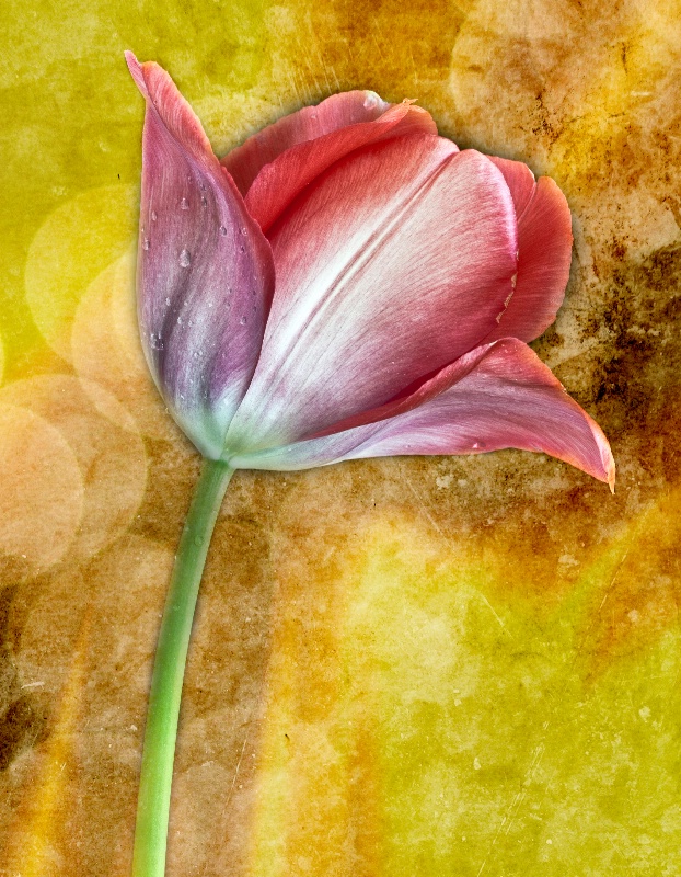 Tulip