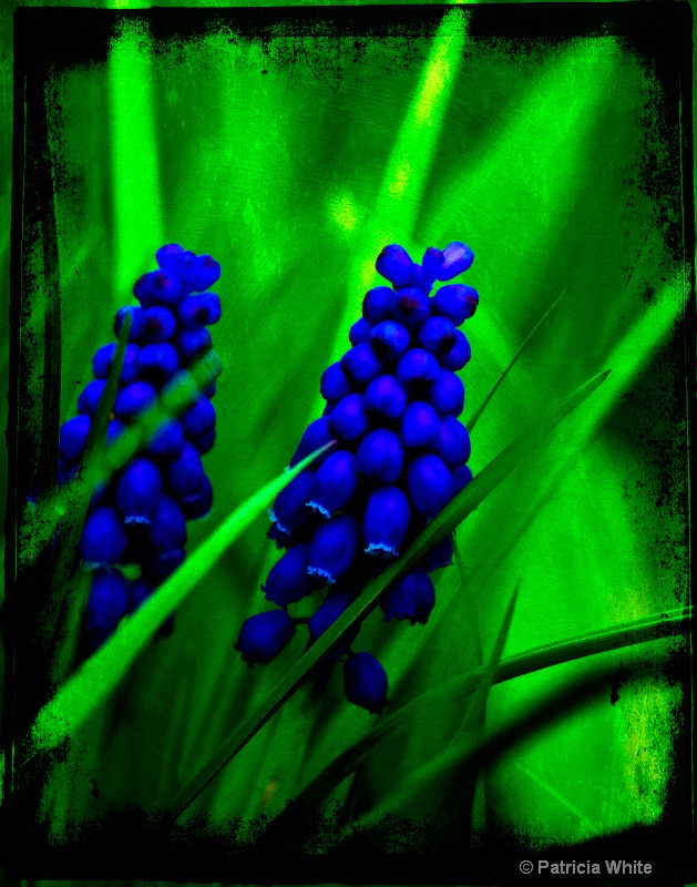 Grape Hyacinth