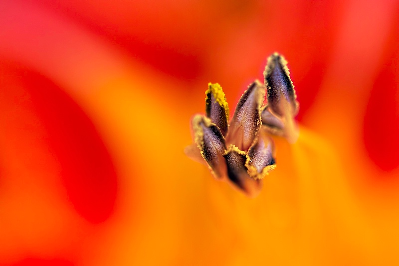 Anthers