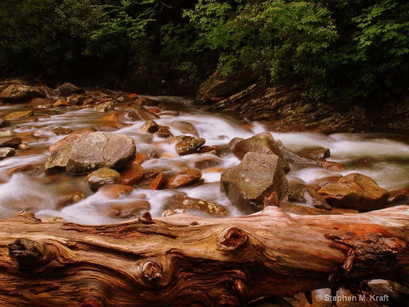 Fallen Tree