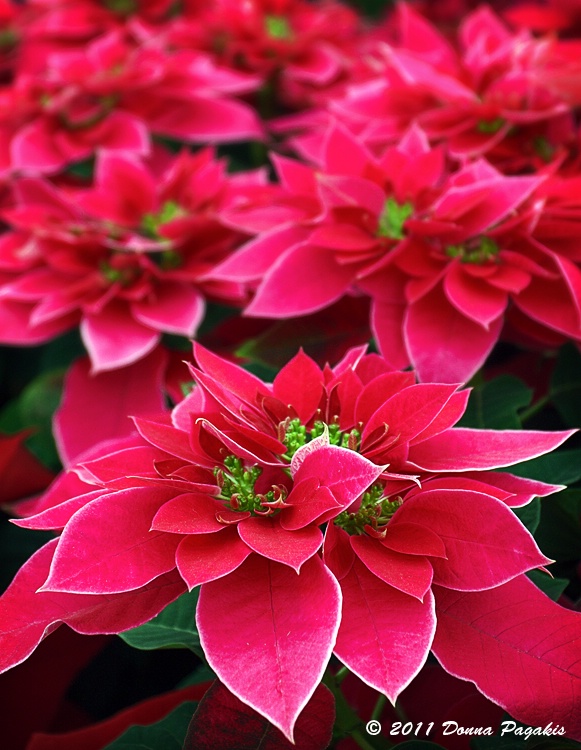 Poinsettia Passion 