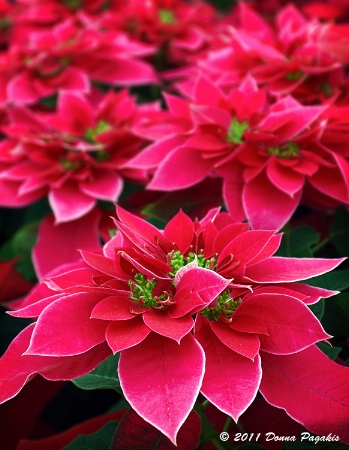 Poinsettia Passion 