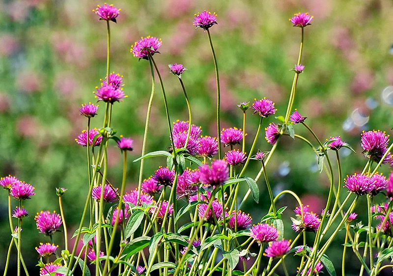 Summer Blossoms