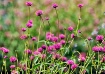 Summer Blossoms