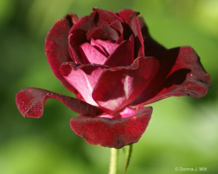 Red Velvet Rose