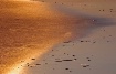 A Golden Morning
