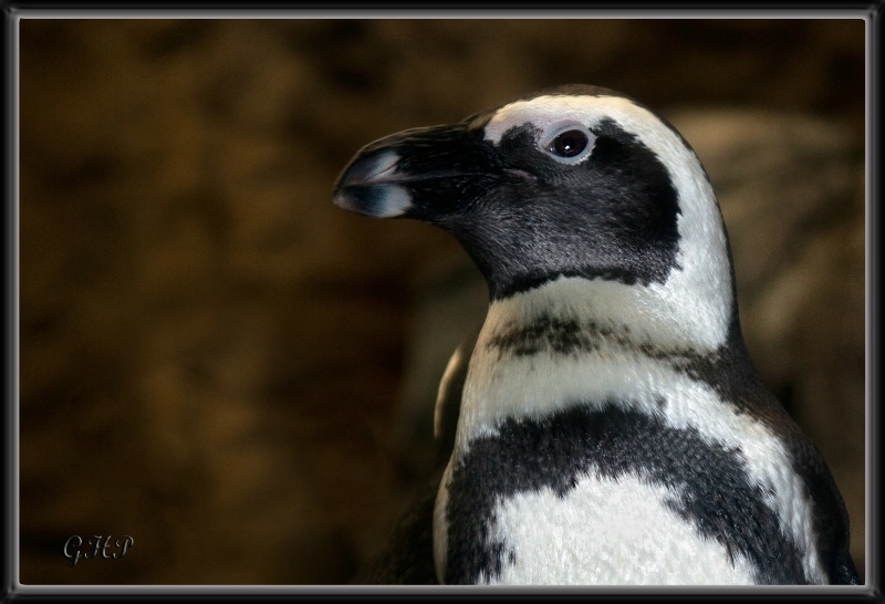 A Dapper Fellow