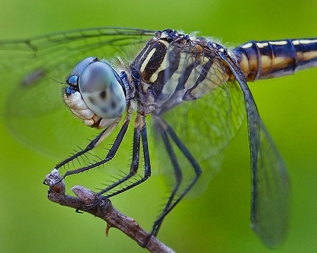 Old Blue Eyes